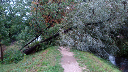 La cépée d'arbres obstruant la cirulation sur le chemin de digue située entre le Furon (à gauche) et La Petite Saône (à droite). Image Coup de vent sur le Furon